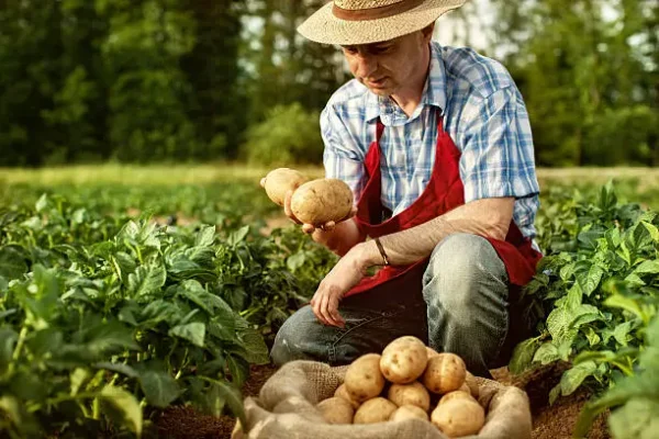 hombre en campo patatas